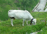Mucca di razza piemontese (Foto Garnerone)